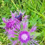 Blume Blume